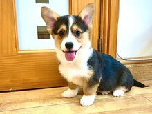 Pembroke Welsh Corgi Pembroke'i kutsikad