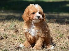 Maltipoo kutsikad