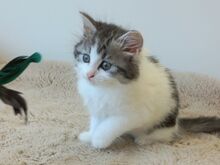 Scottish Straight Fold kassipojad