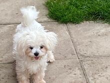 Maltese puppies