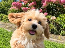 Maltipoo isane kutsikas