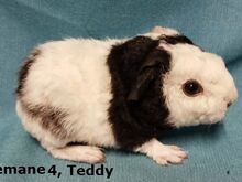 Tõu merisead - Teddy emased