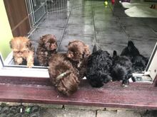 Shih Tzu kutsikad
