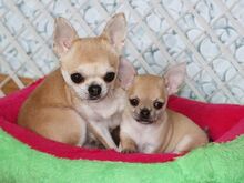 Chihuahua