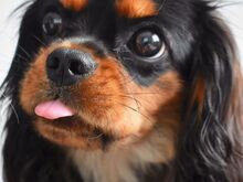 Cavalier King Charles Spanieli kutsikad