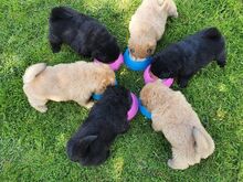 Chow chow kutsikad