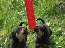 Rottweileri kutsikas