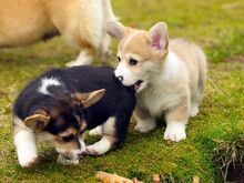 Pembroke Welsh Corgi Pembroke'i kutsikad