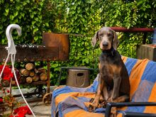 dobermann
