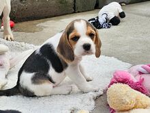 Beagli kutsikad