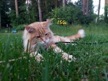 Maine Coon  kassipoeg