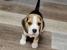 Müügil rõõmsad ja terved beagle'i kutsikad...