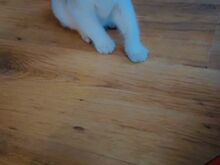 Scottish fold