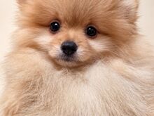POMERANIAN SPITS