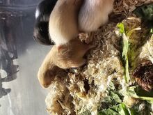 Hamster