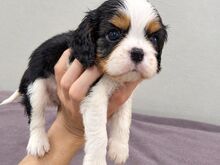 Cavalier King Charles spanjeli kutsikad!