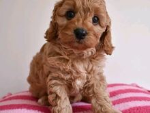 Cavapoo puppies