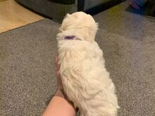 Bichon Frise kutsikad