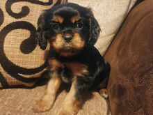 Cavalier King Charles spanjeli kutsikad