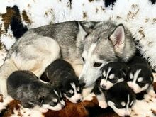 Pomsky
