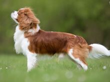 Cavalier King Charlesi spanjeli kutsikad