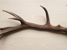 Naturaalne hirvesarv dekoratsiooniks