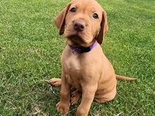 ungari vizsla