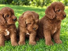 MALTIPOO KUTSIKAD