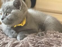 British Shorthair kittens