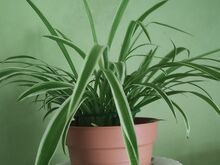 Tups-rohtliilia ehk pruudislepp(Chlorophytum comos
