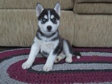 Siberi husky kutsikad