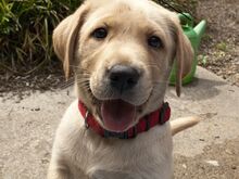 Labradori retriiveri kutsikad