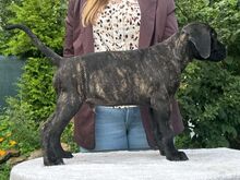 Cane Corso kutsikad