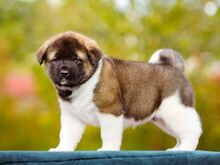 Ameerika Akita või Prantsuse Buldogi kutsikat