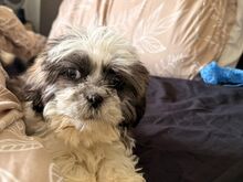 Tutvu meie armsate shih tzu kutsikatega, kes otsiv