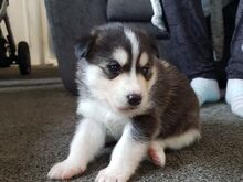 Siberi husky kutsikad