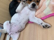 Beagli kutsikad