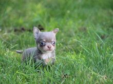 Chihuahua kutsikad
