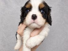 Cavalier King Charles spanjeli kutsikad!
