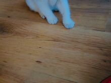 Scottish fold