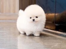 Pomeranian puppies are available