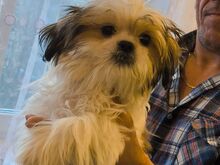 Shih tzu kutsikad