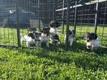 Two Jackrussell Terriers boy and girl
