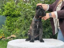 Cane Corso kutsikad
