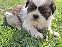 Ideaalsed Shih Tzu kutsikad