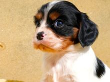 CAVALIER KING CHARLES SPANIAL