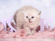 Британский короткошерстный котенок Девочка ❤️