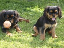 Cavalier King Charles kutsikad