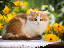 Единственный в ЭСТОНИИ Британский котенок GOLDEN/WHITE