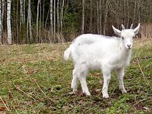 Славный козлик